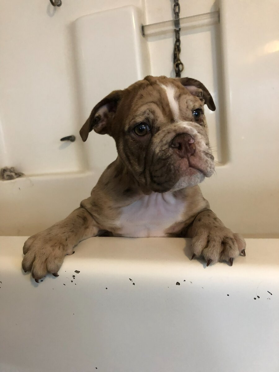 Bulldog puppy peeking out of the grooming bath